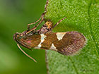  06.001 Antispila metallella female ovipositing Copyright Martin Evans 