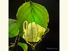  06.001 Antispila metallella mine in Dogwood leaf Copyright Martin Evans 