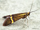  07.001 Nemophora degeerella Copyright Martin Evans 