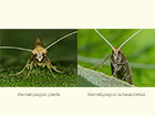  07.011 Nematopogon pilella and Nematopogon schwarziellus Copyright Martin Evans 