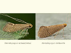  07.012 Nematopogon schwarziellus and Nematopogon metaxella Copyright Martin Evans 