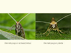  07.012 Nematopogon schwarziellus and Nematopogon pilella Copyright Martin Evans 