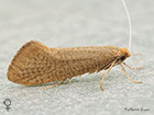  07.015 Nematopogon swammerdamella female Copyright Martin Evans 