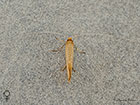  07.015 Nematopogon swammerdamella female dorsal view Copyright Martin Evans 