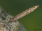 1.006 Taleporia tubulosa larva Copyright Martin Evans 