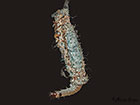  12.027 Tinea pellionella larva Copyright Martin Evans 