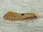  12.033 Tinea trinotella Copyright Martin Evans 