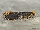  12.036 Monopis laevigella Skin Moth Copyright Martin Evans 