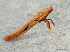  15.004 Caloptilia elongella Copyright Martin Evans 