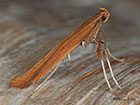  15.004 Caloptilia elongella Copyright Martin Evans 