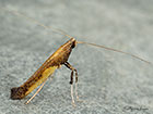  15.007 Caloptilia azaleella Copyright Martin Evans 