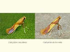  15.009 Caloptilia robustella and Caloptilia alchimiella Copyright Martin Evans 