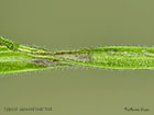  15.015 Aspilapteryx tringipennella upperside leaf fold Copyright Martin Evans 