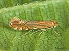  15.039 Phyllonorycter quercifoliella Copyright Martin Evans 