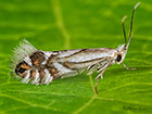  15.067 Phyllonorycter rajella Copyright Martin Evans 