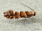  15.082 Phyllonorycter klemannella Copyright Martin Evans 