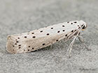  16.002 Yponomeuta padella Orchard Ermine Copyright Martin Evans 