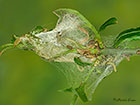  16.004 Yponomeuta cagnagella Spindle Ermine larval nest Copyright Martin Evans 