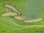  16.004 Yponomeuta cagnagella Spindle Ermine larva 16mm Copyright Martin Evans 