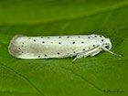  16.005 Yponomeuta rorrella Willow Ermine Copyright Martin Evans 