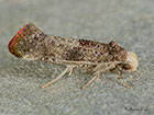  16.017 Swammerdamia pyrella Copyright Martin Evans 