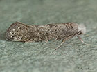  16.018 Swammerdamia compunctella Copyright Martin Evans 