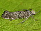  16.020 Paraswammerdamia nebulella Copyright Martin Evans 