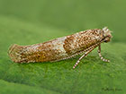  16.022 Cedestis subfasciella Copyright Martin Evans 