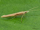  17.001 Ypsolopha mucronella Copyright Martin Evans 