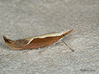  17.003 Ypsolopha dentella Honeysuckle Moth Copyright Martin Evans 