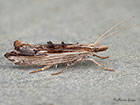  17.005 Ypsolopha scabrella Copyright Martin Evans 