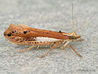  17.010 Ypsolopha parenthesella Copyright Martin Evans 