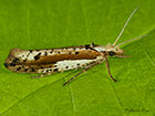  17.010 Ypsolopha parenthesella Copyright Martin Evans 