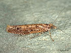  17.011 Ypsolopha ustella Copyright Martin Evans 