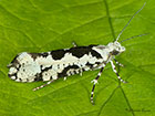  17.012 Ypsolopha sequella Copyright Martin Evans 