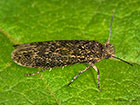  17.016 Ochsenheimeria vacculella Cereal Stem Moth Copyright Martin Evans 
