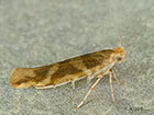  20.012 Argyresthia goedartella Copyright Martin Evans 