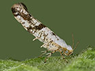  20.015 Argyresthia curvella Copyright Martin Evans 