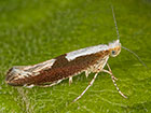  20.020 Argyresthia semifusca Copyright Martin Evans 