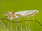  21.005 Leucoptera spartifoliella Copyright Martin Evans 