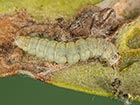  22.004 Prays oleae larva Copyright Martin Evans 