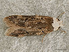  28.009 Endrosis sarcitrella White-shouldered House Moth Copyright Martin Evans 