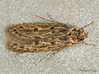  28.010 Hofmannophila pseudospretella Brown House Moth Copyright Martin Evans 