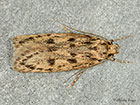  28.010 Hofmannophila pseudospretella Brown House Moth Copyright Martin Evans 