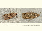  28.012 Borkhausenia fuscescens and Hofmannophila pseudospretella Copyright Martin Evans 