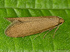  30.002 Agnoea subochreella Copyright Martin Evans 