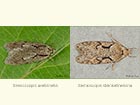  32.001 Semioscopis avellanella and Semioscopis steinkellneriana Copyright Martin Evans 