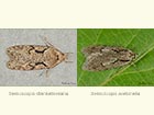  32.002 Semioscopis steinkellneriana and Semioscopis avellanella Copyright Martin Evans 