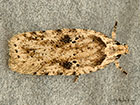  32.017 Agonopterix arenella Copyright Martin Evans 