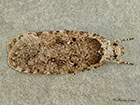  32.018 Agonopterix heracliana Copyright Martin Evans 